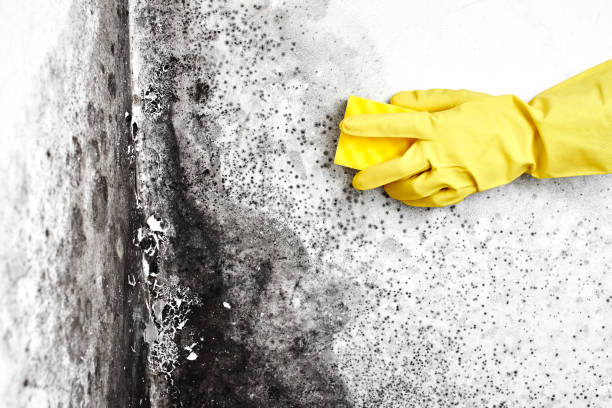 Best Attic Mold Remediation in Newcastle, WY