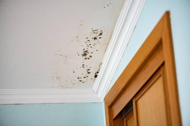 Best Health and Safety Mold Remediation in Newcastle, WY