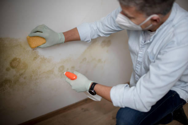 Best Preventive Mold Services in Newcastle, WY