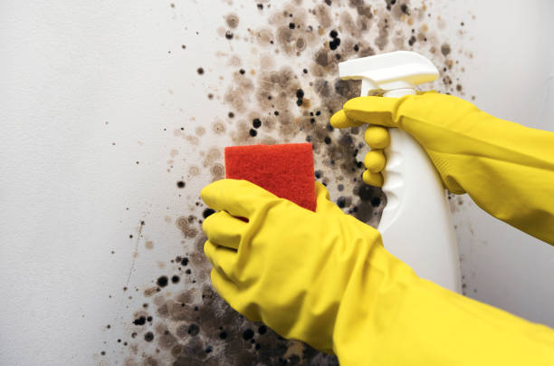 Best Health and Safety Mold Remediation in Newcastle, WY