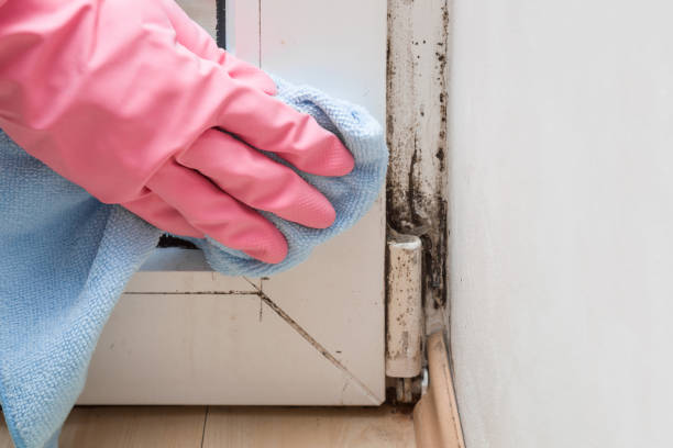 Best Black Mold Remediation in Newcastle, WY